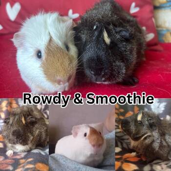 Rescue Abyssinian and Guinea Pig Guinea Pigs for Adoption in Ripon, California - Rowdy & Smoothie | PetCurious